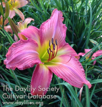 Daylily Clever Girl